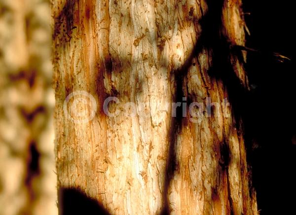 Unknown blooms; Evergreen; Needles or needle-like leaf