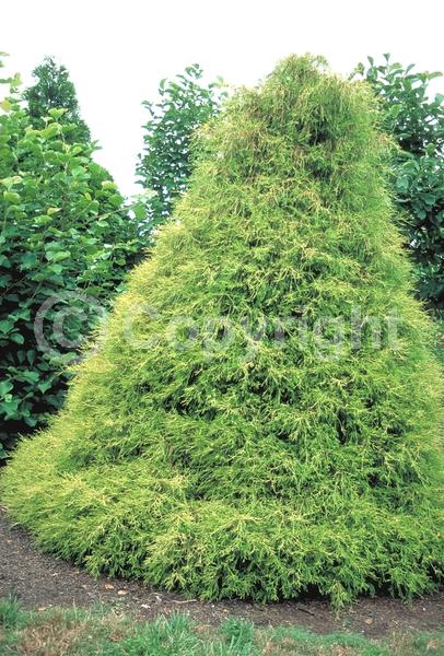 Unknown blooms; Evergreen; Needles or needle-like leaf