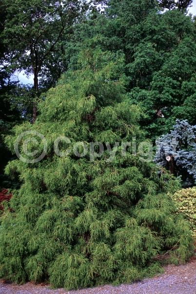 Unknown blooms; Evergreen; Needles or needle-like leaf
