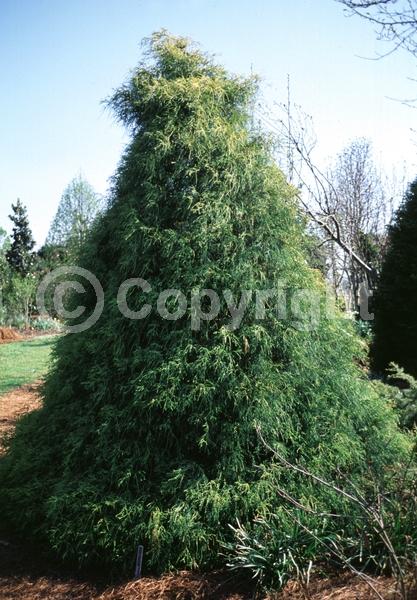 Unknown blooms; Evergreen; Needles or needle-like leaf