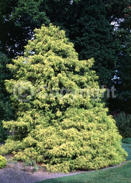 Unknown blooms; Evergreen
