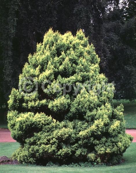 Unknown blooms; Evergreen; Needles or needle-like leaf