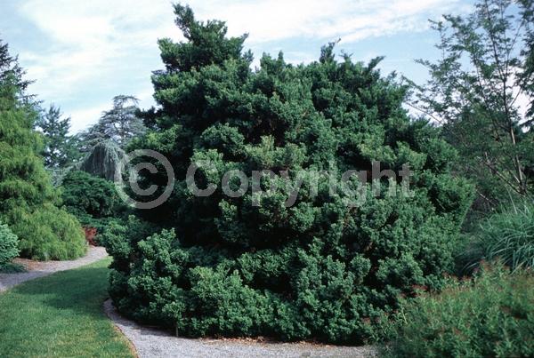 Unknown blooms; Evergreen