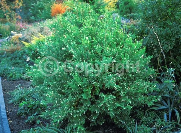 Unknown blooms; Evergreen; Needles or needle-like leaf