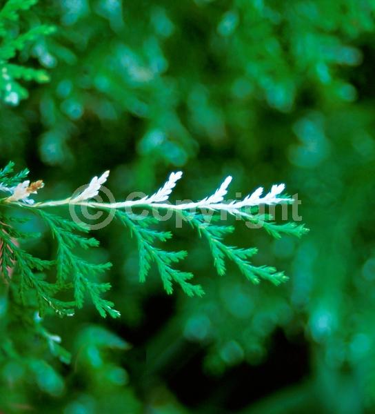 Unknown blooms; Evergreen; Needles or needle-like leaf