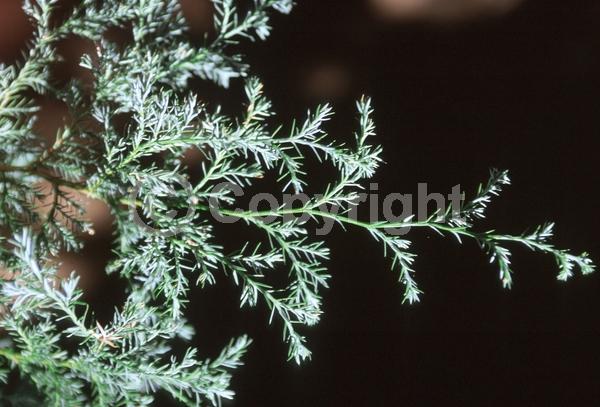 Unknown blooms; Evergreen