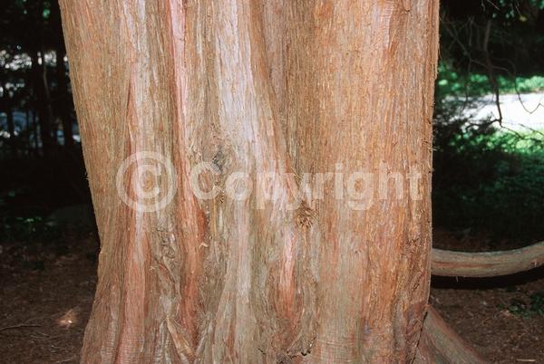 Unknown blooms; Evergreen