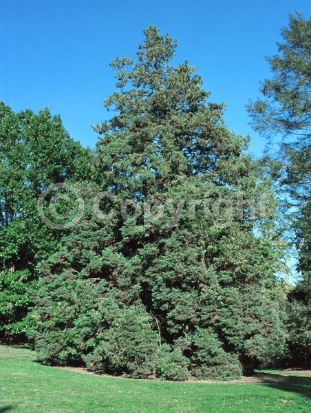 Unknown blooms; Evergreen