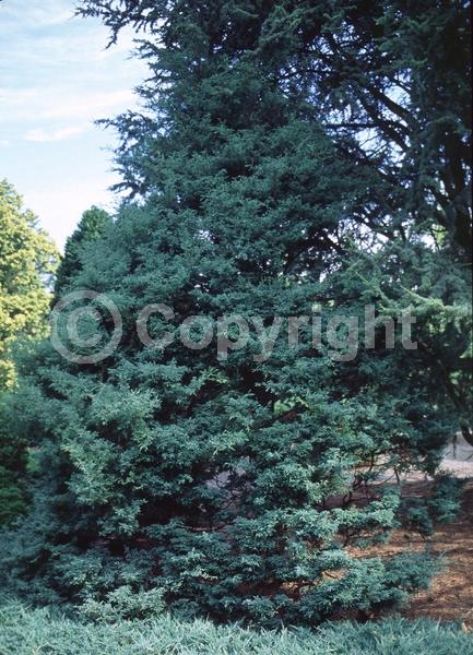 Unknown blooms; Evergreen