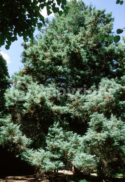 Unknown blooms; Evergreen