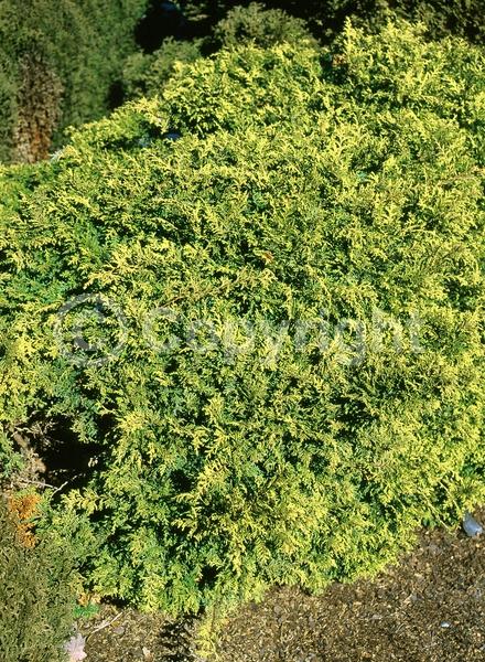 Unknown blooms; Evergreen; Needles or needle-like leaf
