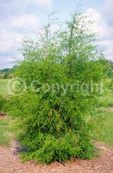 Unknown blooms; Evergreen; Needles or needle-like leaf; North American Native