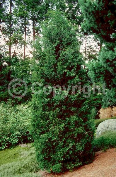 Unknown blooms; Evergreen; Needles or needle-like leaf; North American Native