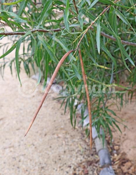 Lavender blooms; Deciduous; Broadleaf; North American Native