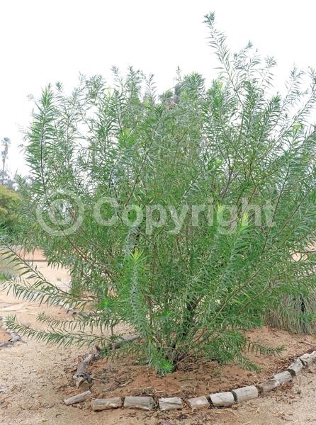 Lavender blooms; Deciduous; Broadleaf; North American Native