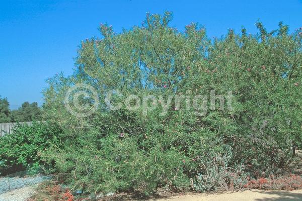 Purple blooms; Lavender blooms; Evergreen; Broadleaf; North American Native