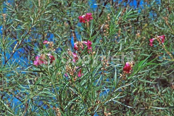 Purple blooms; Lavender blooms; Evergreen; Broadleaf; North American Native