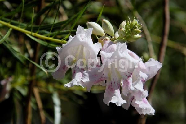 Lavender blooms; Deciduous; Broadleaf; North American Native