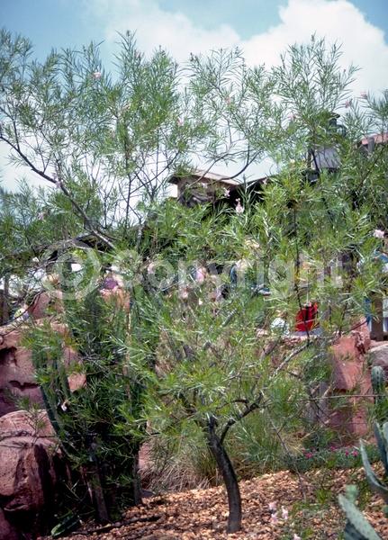 Lavender blooms; Deciduous; Broadleaf; North American Native