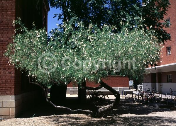 Lavender blooms; Deciduous; Broadleaf; North American Native