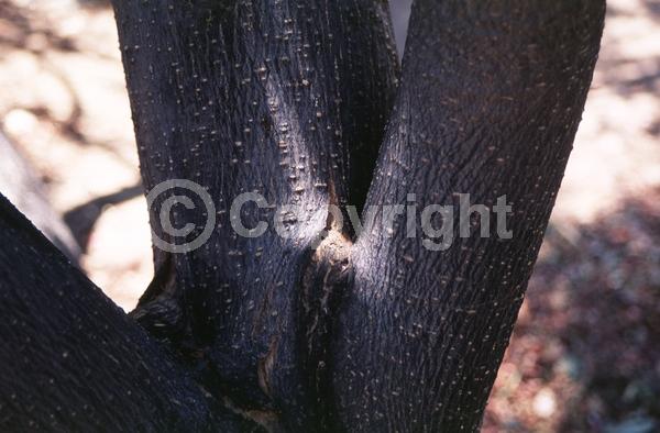 Lavender blooms; Deciduous; Broadleaf; North American Native