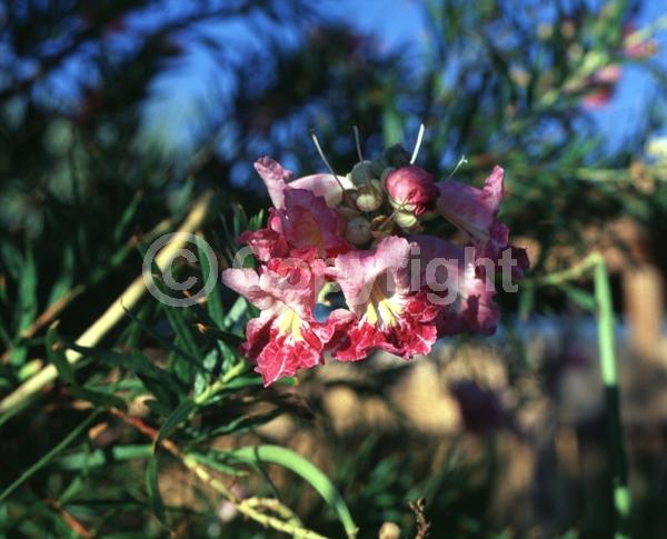 Lavender blooms; Deciduous; Broadleaf; North American Native