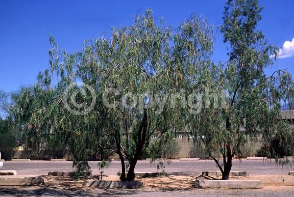 Lavender blooms; Deciduous; Broadleaf; North American Native