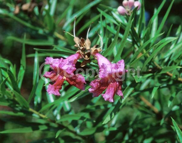 Lavender blooms; Deciduous; Broadleaf; North American Native