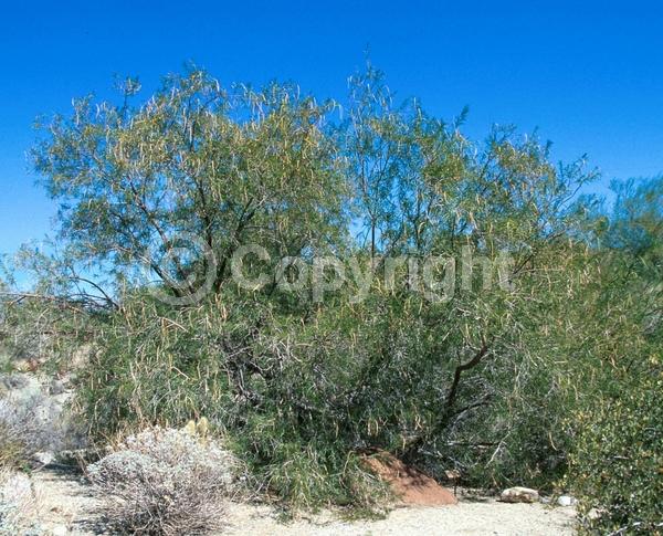 Lavender blooms; Deciduous; Broadleaf; North American Native