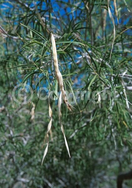 Lavender blooms; Deciduous; Broadleaf; North American Native
