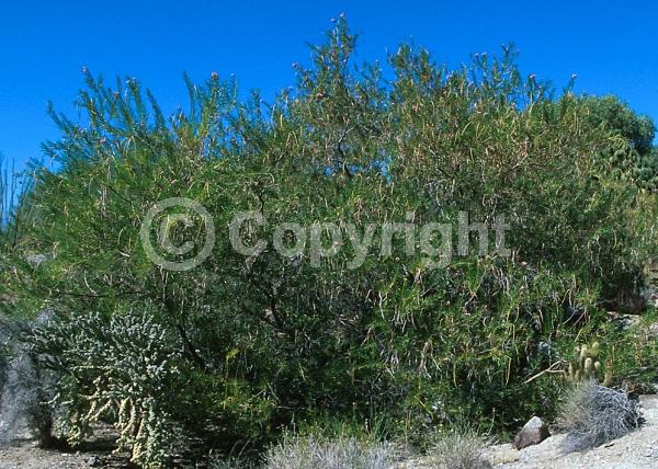 Lavender blooms; Deciduous; Broadleaf; North American Native
