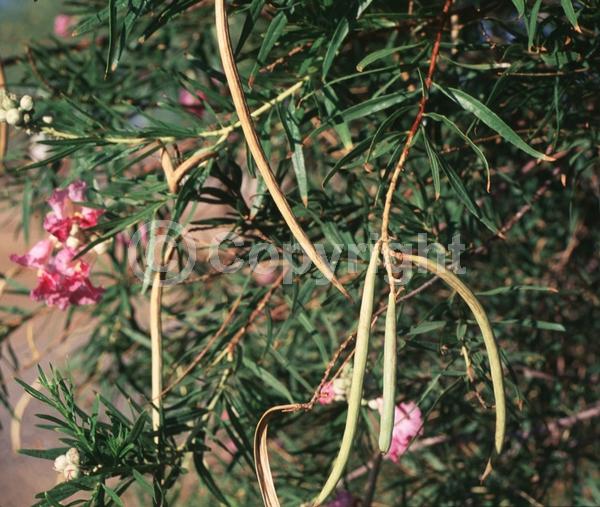 Lavender blooms; Deciduous; Broadleaf; North American Native