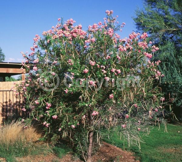 Lavender blooms; Deciduous; Broadleaf; North American Native