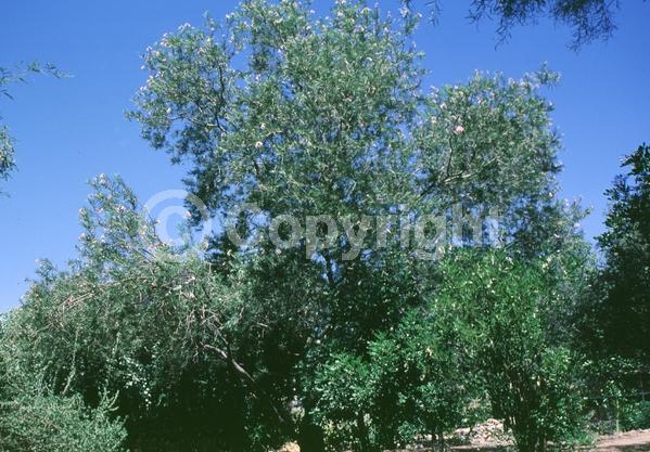 Lavender blooms; Deciduous; Broadleaf; North American Native