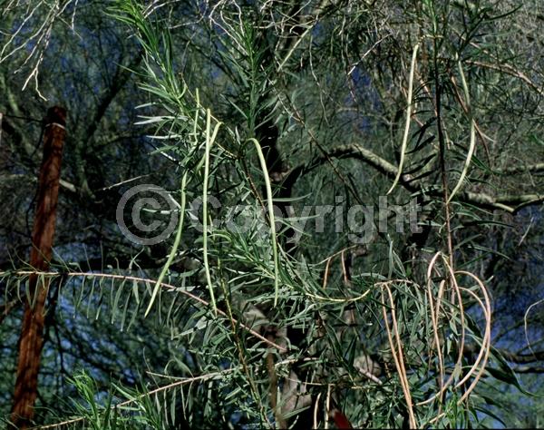 Lavender blooms; Deciduous; Broadleaf; North American Native
