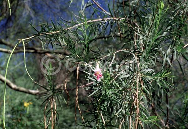Lavender blooms; Deciduous; Broadleaf; North American Native