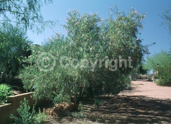 Lavender blooms; Deciduous; Broadleaf; North American Native