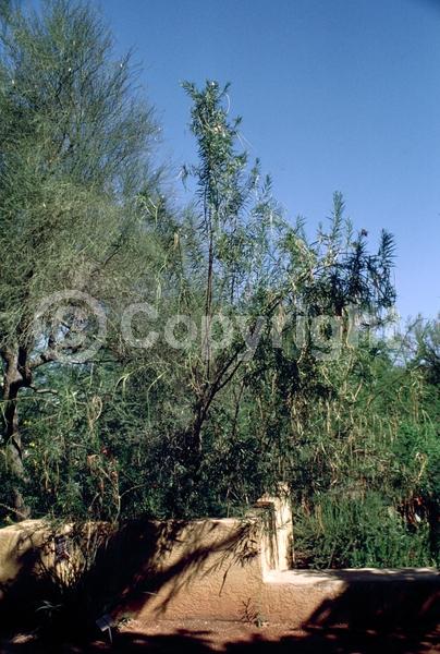 Lavender blooms; Deciduous; Broadleaf; North American Native