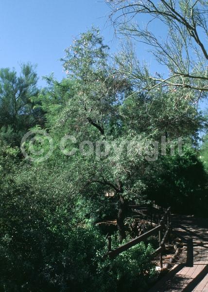 Lavender blooms; Deciduous; Broadleaf; North American Native