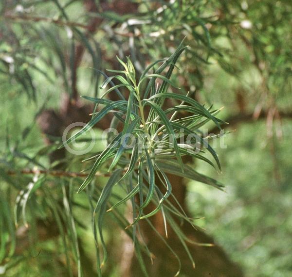 Lavender blooms; Deciduous; Broadleaf; North American Native