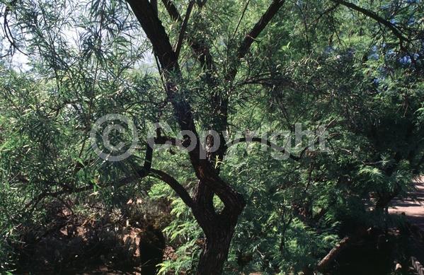 Lavender blooms; Deciduous; Broadleaf; North American Native