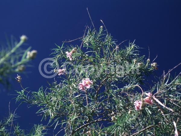 Lavender blooms; Deciduous; Broadleaf; North American Native