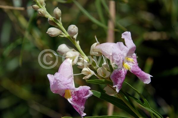 Lavender blooms; Deciduous; Broadleaf; North American Native
