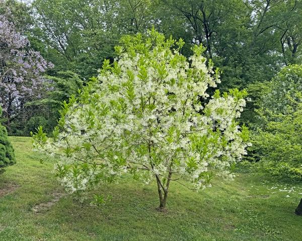 White blooms; Deciduous; Broadleaf