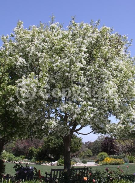 White blooms; Deciduous; Broadleaf