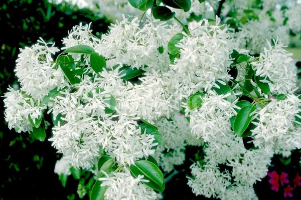 White blooms; Deciduous; Broadleaf