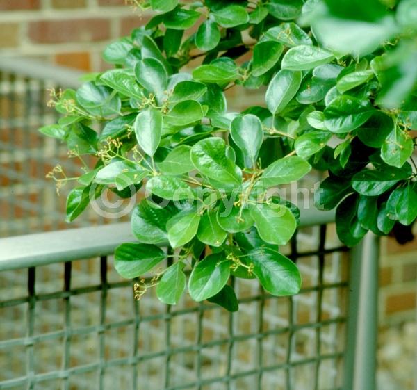 White blooms; Deciduous; Broadleaf