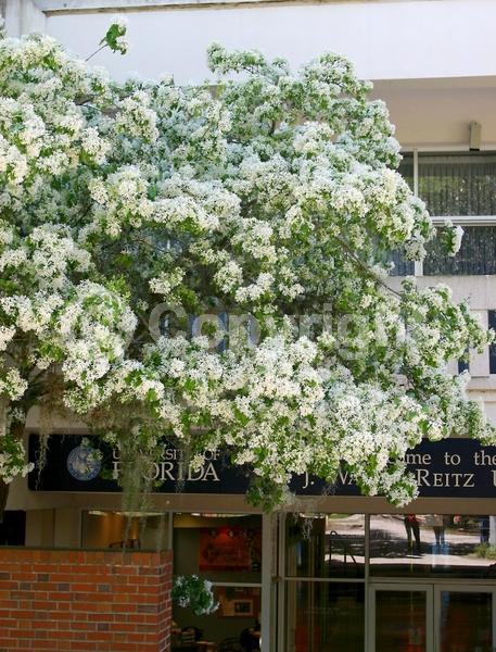 White blooms; Deciduous; Broadleaf