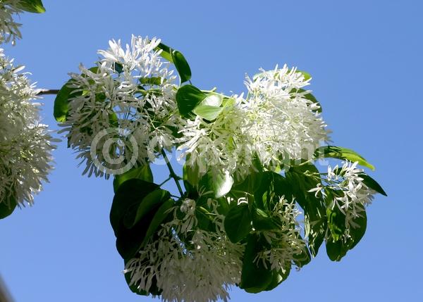 White blooms; Deciduous; Broadleaf
