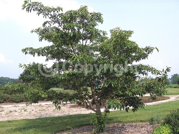 White blooms; Deciduous; Broadleaf